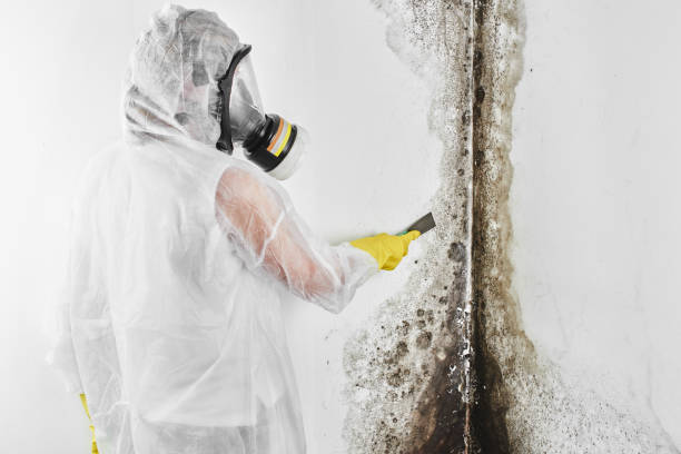 Best Fast Mold Removal  in Hartsdale, NY