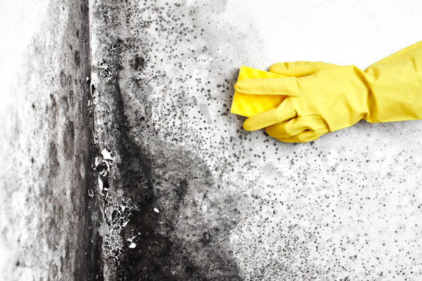 Best Office Mold Removal Services  in Hartsdale, NY