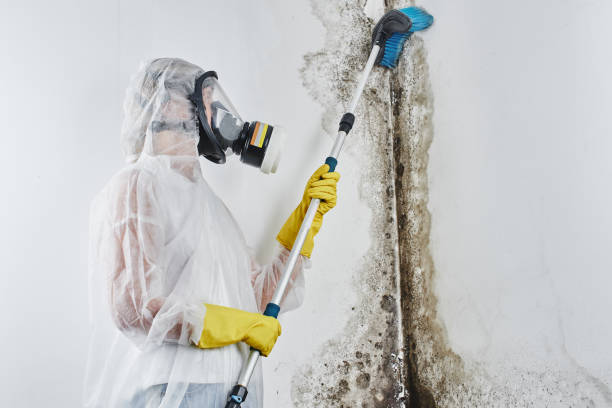 Attic Mold Removal in Hartsdale, NY