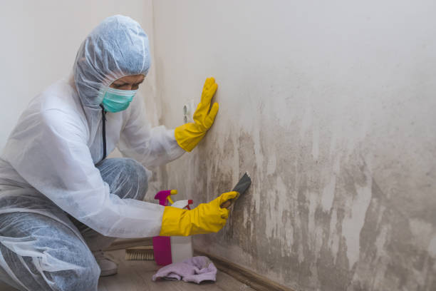 Best Mold Remediation  in Hartsdale, NY