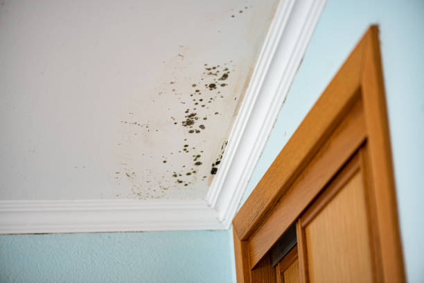 Mold Removal Process in Hartsdale, NY