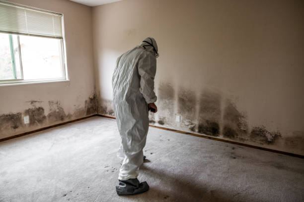 Best Professional Mold Removal  in Hartsdale, NY